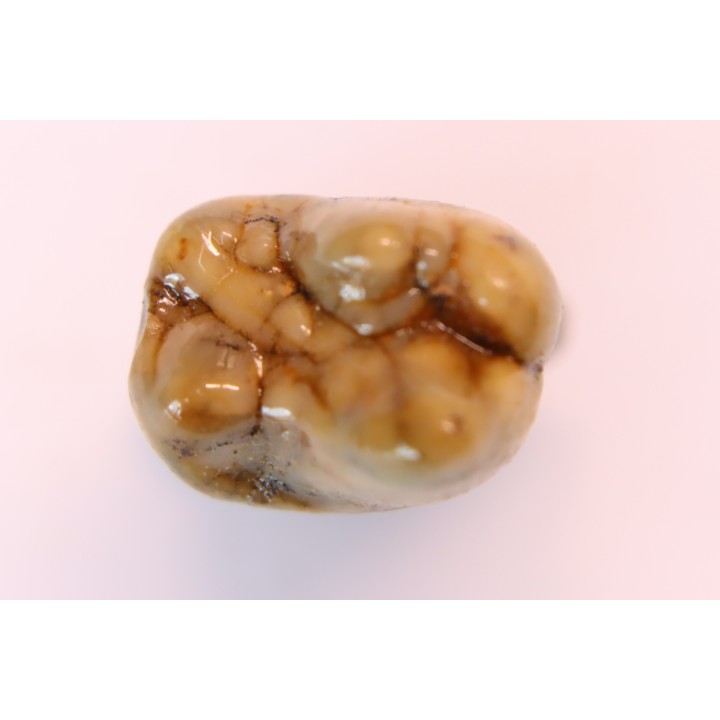 CAVERN BEAR TOOTH - Ursus spelaeus - Pléistocène  from  Europe.