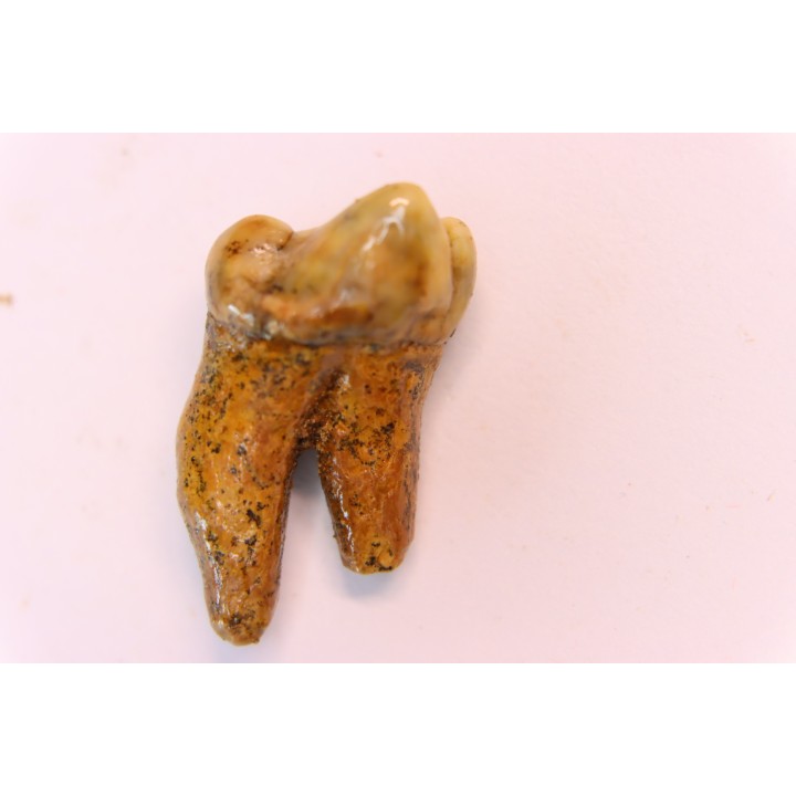 CAVERN BEAR TOOTH - Ursus spelaeus - Pléistocène  from  Europe.