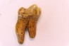 CAVERN BEAR TOOTH - Ursus spelaeus - Pléistocène from Europe.