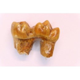 CAVERN BEAR TOOTH - Ursus spelaeus - Pléistocène  from  Europe.