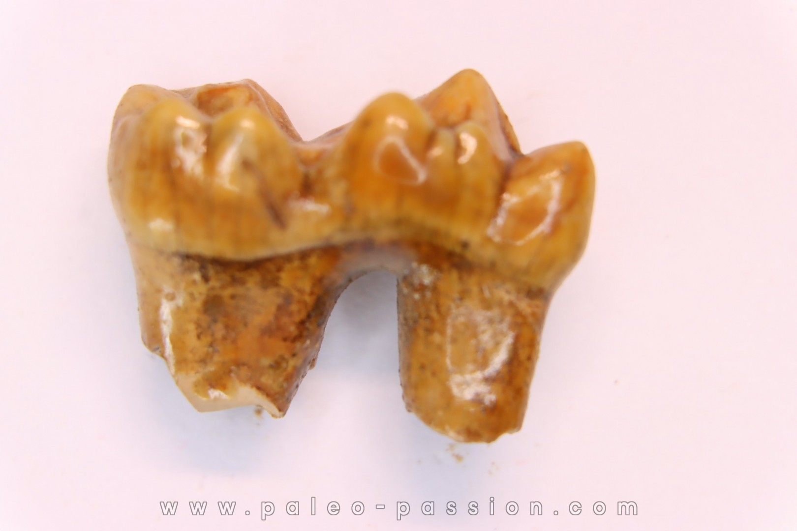CAVERN BEAR TOOTH - Ursus spelaeus - Pléistocène from Europe.