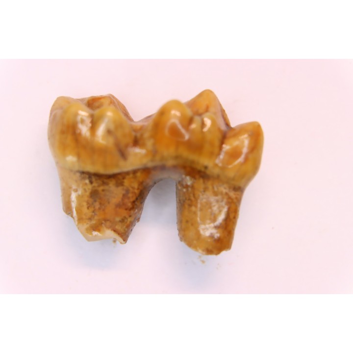 CAVERN BEAR TOOTH - Ursus spelaeus - Pléistocène  from  Europe.