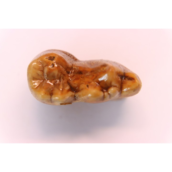CAVERN BEAR TOOTH - Ursus spelaeus - Pléistocène  from  Europe.