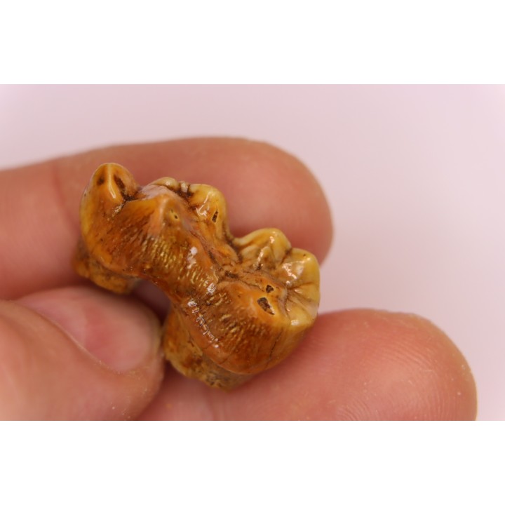 DENT D' OURS DES CAVERNES - Ursus spelaeus - Pléistocène d'Europe