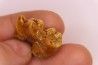 CAVERN BEAR TOOTH - Ursus spelaeus - Pléistocène from Europe.