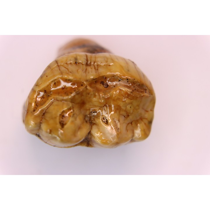 CAVERN BEAR TOOTH - Ursus spelaeus - Pléistocène  from  Europe.