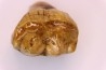 CAVERN BEAR TOOTH - Ursus spelaeus - Pléistocène  from  Europe.