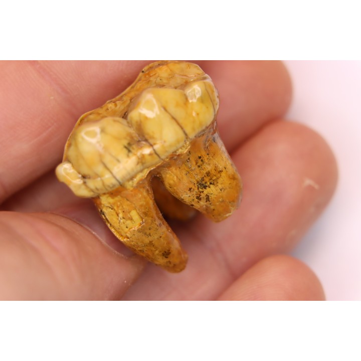 CAVERN BEAR TOOTH - Ursus spelaeus - Pléistocène  from  Europe.