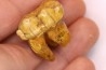 CAVERN BEAR TOOTH - Ursus spelaeus - Pléistocène  from  Europe.