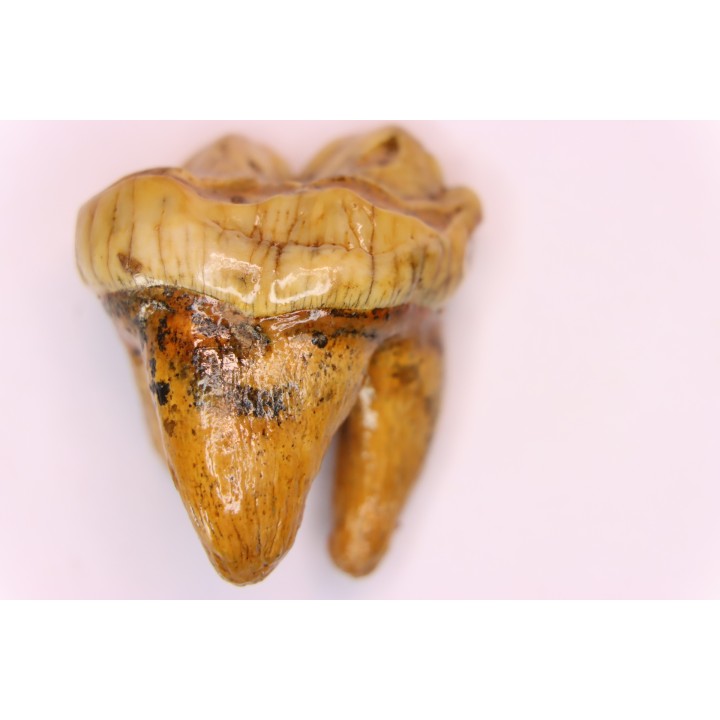 CAVERN BEAR TOOTH - Ursus spelaeus - Pléistocène  from  Europe.