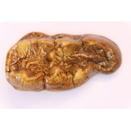 CAVERN BEAR TOOTH - Ursus spelaeus - Pléistocène  from  Europe.