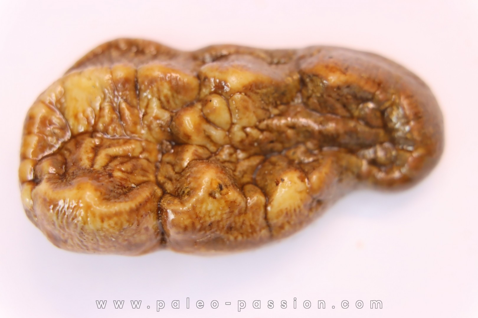 CAVERN BEAR TOOTH - Ursus spelaeus - Pléistocène from Europe.