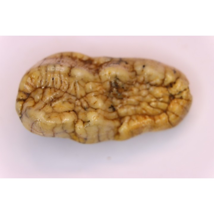 CAVERN BEAR TOOTH - Ursus spelaeus - Pléistocène  from  Europe.