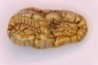 CAVERN BEAR TOOTH - Ursus spelaeus - Pléistocène  from  Europe.