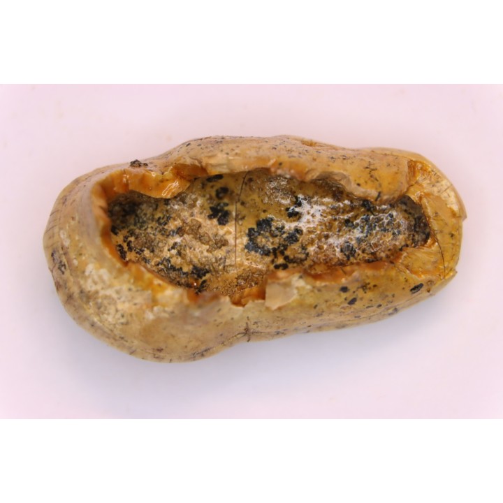CAVERN BEAR TOOTH - Ursus spelaeus - Pléistocène  from  Europe.