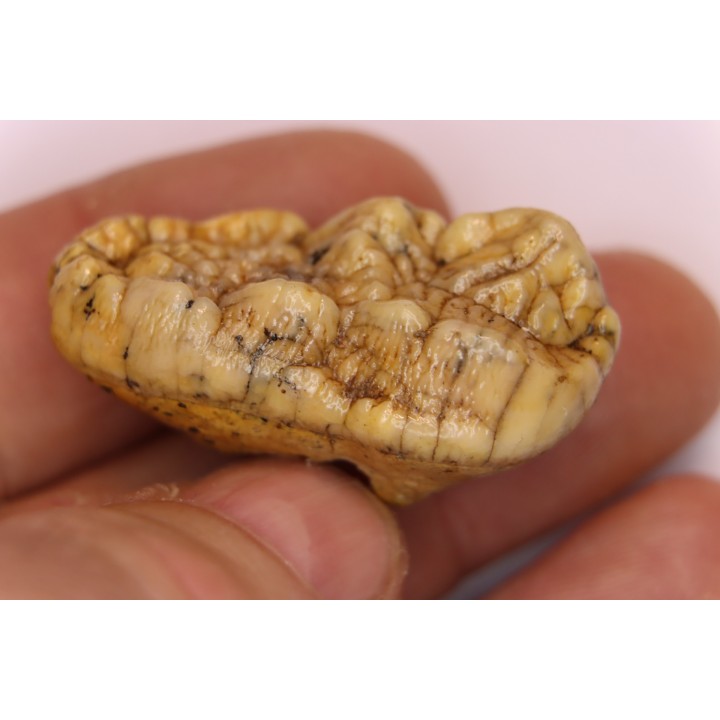 CAVERN BEAR TOOTH - Ursus spelaeus - Pléistocène  from  Europe.