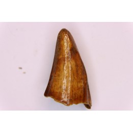 CAVERN BEAR TOOTH - Ursus spelaeus - Pléistocène  from  Europe.