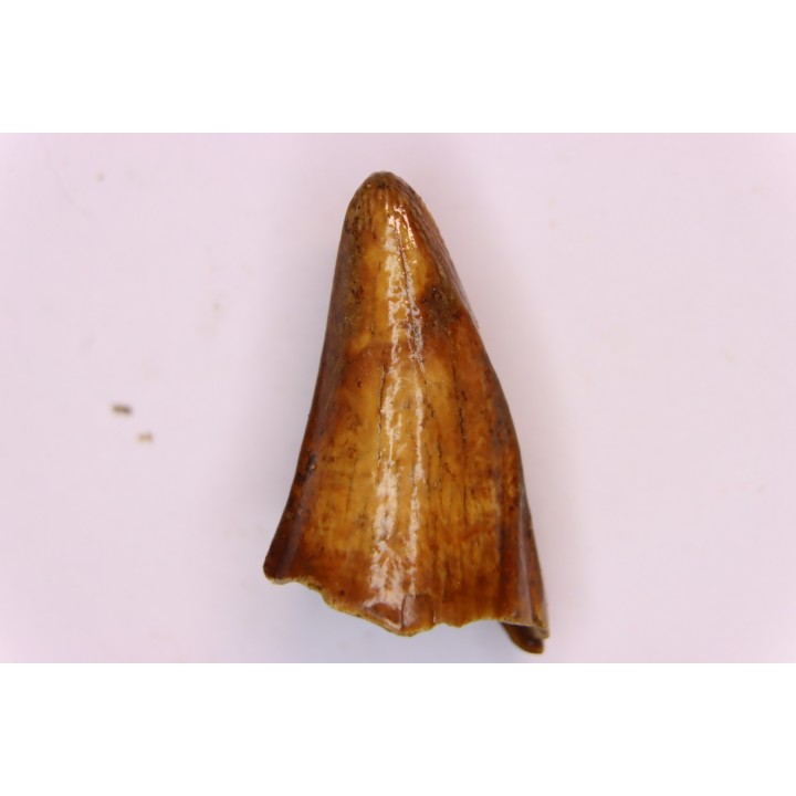 CAVERN BEAR TOOTH - Ursus spelaeus - Pléistocène  from  Europe.
