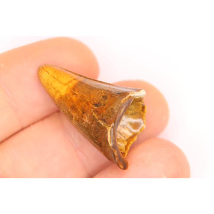 CAVERN BEAR TOOTH - Ursus spelaeus - Pléistocène  from  Europe.