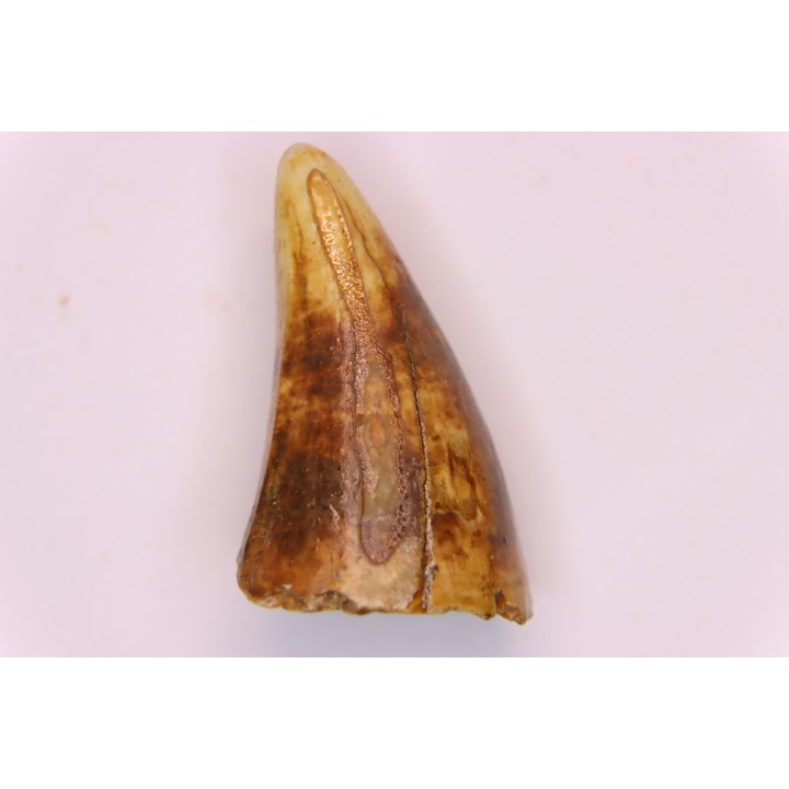CAVERN BEAR TOOTH - Ursus spelaeus - Pléistocène  from  Europe.