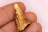 CAVERN BEAR TOOTH - Ursus spelaeus - Pléistocène  from  Europe.