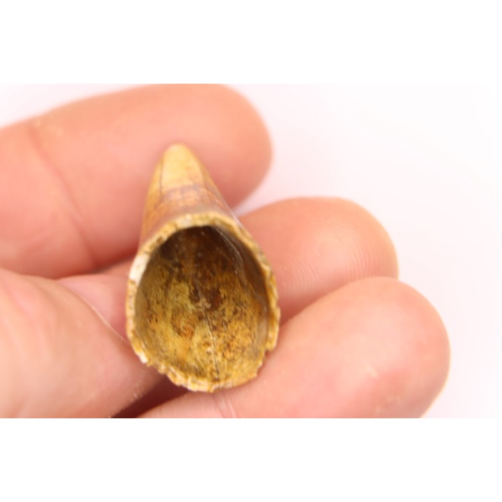 CAVERN BEAR TOOTH - Ursus spelaeus - Pléistocène  from  Europe.