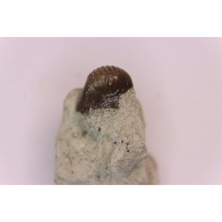 Ptychodus latissimus - upper cretaceous - Bettrechies, 59 - FRANCE