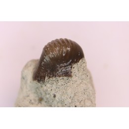 Ptychodus latissimus - crétacé supérieur - Bettrechies, 59 - FRANCE