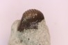 Ptychodus latissimus - upper cretaceous - Bettrechies, 59 - FRANCE