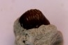 Ptychodus latissimus - upper cretaceous - Bettrechies, 59 - FRANCE