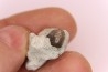 Ptychodus latissimus - upper cretaceous - Bettrechies, 59 - FRANCE