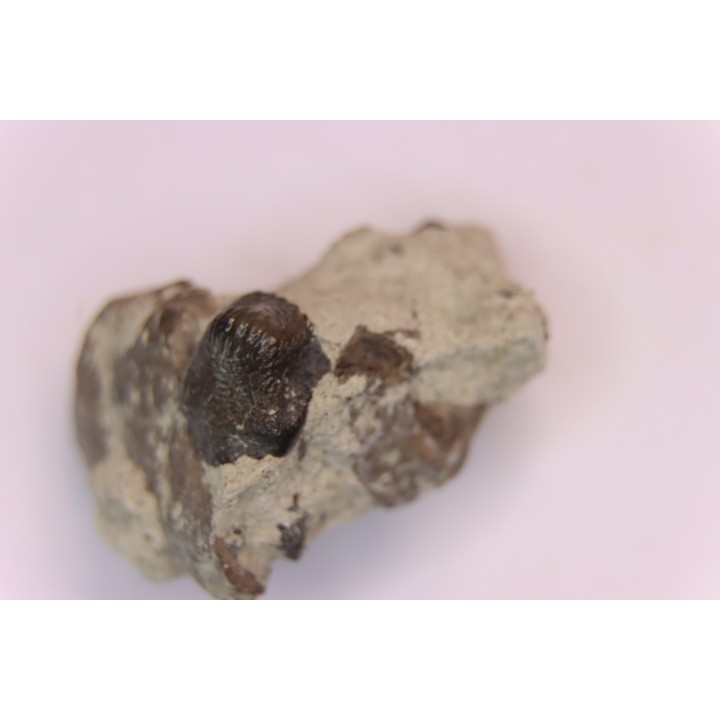 Ptychodus latissimus - upper cretaceous - Bettrechies, 59 - FRANCE