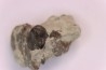 Ptychodus latissimus - upper cretaceous - Bettrechies, 59 - FRANCE