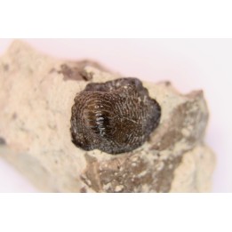 Ptychodus latissimus - upper cretaceous - Bettrechies, 59 - FRANCE