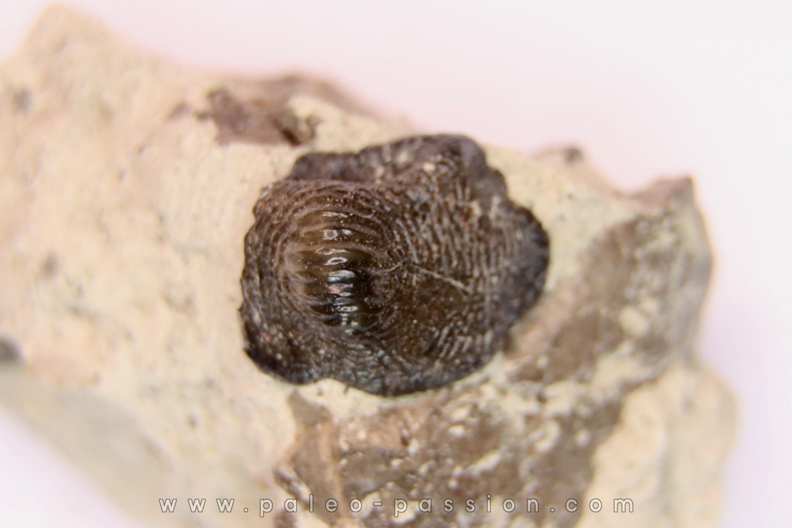 Ptychodus latissimus - upper cretaceous - Bettrechies, 59 - FRANCE