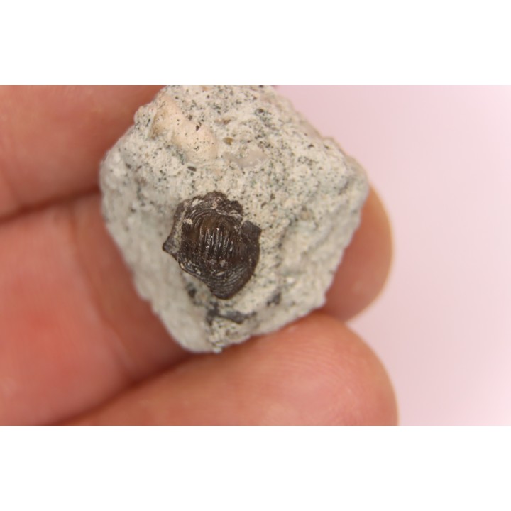 Ptychodus latissimus - upper cretaceous - Bettrechies, 59 - FRANCE
