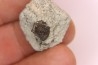 Ptychodus latissimus - upper cretaceous - Bettrechies, 59 - FRANCE