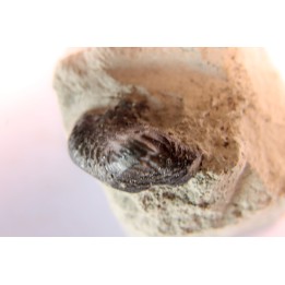 Ptychodus latissimus - crétacé supérieur - Bettrechies, 59 - FRANCE