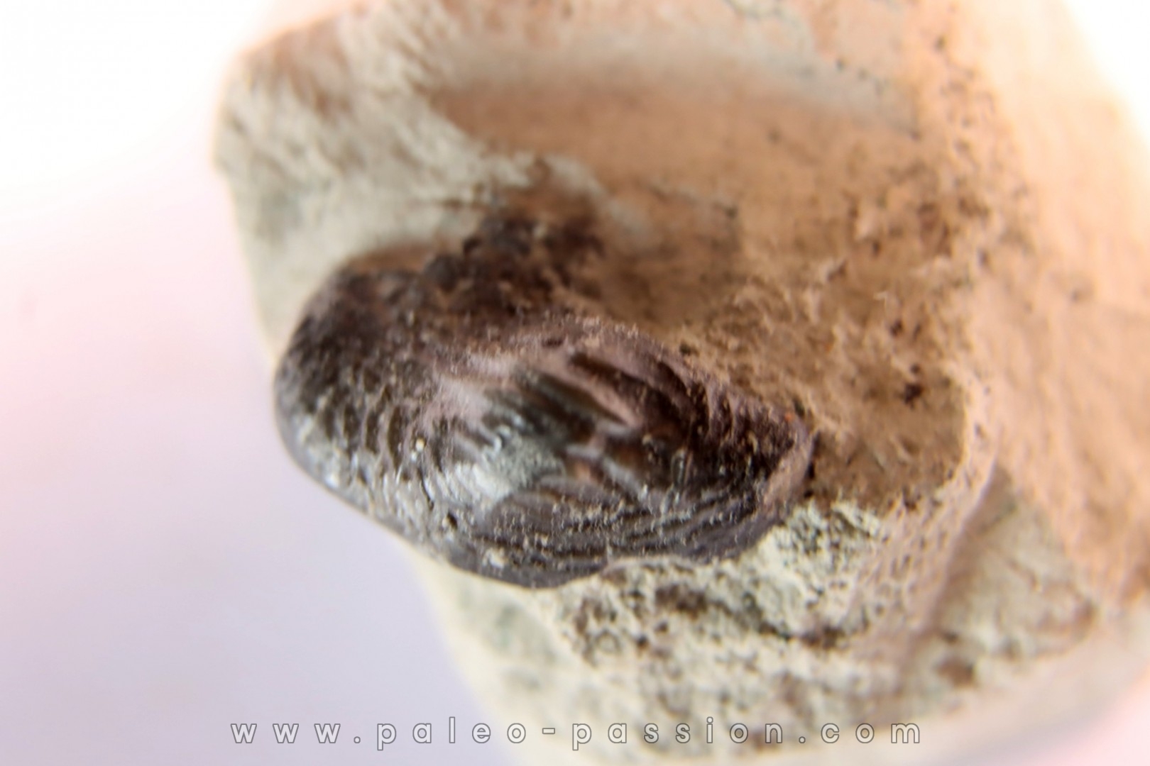Ptychodus latissimus - upper cretaceous - Bettrechies, 59 - FRANCE