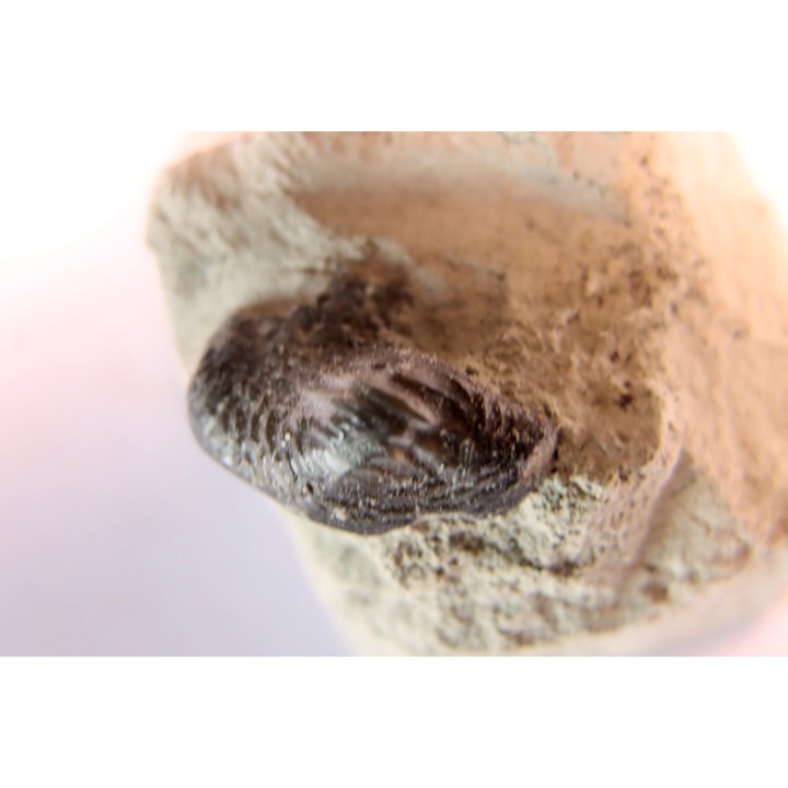 Ptychodus latissimus - upper cretaceous - Bettrechies, 59 - FRANCE