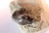 Ptychodus latissimus - crétacé supérieur - Bettrechies, 59 - FRANCE