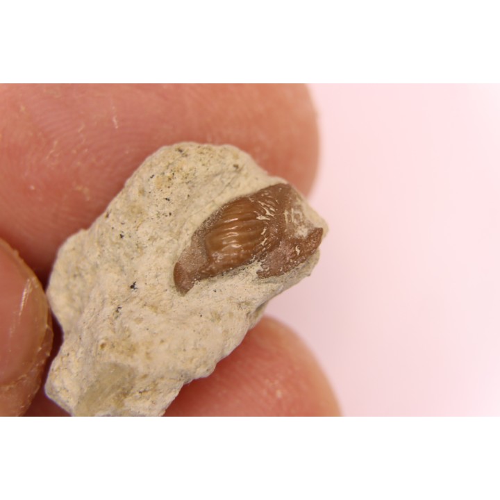 Ptychodus latissimus - upper cretaceous - Bettrechies, 59 - FRANCE