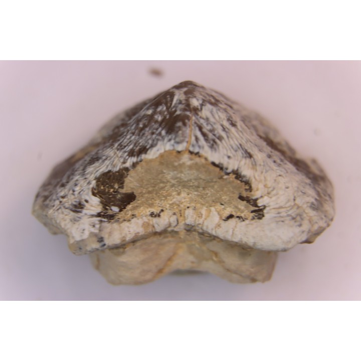 Ptychodus mortoni - Cretaceous - Niobrara Chalk Fmt - Kansas - USA