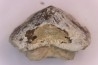 Ptychodus mortoni - Cretaceous - Niobrara Chalk Fmt - Kansas - USA