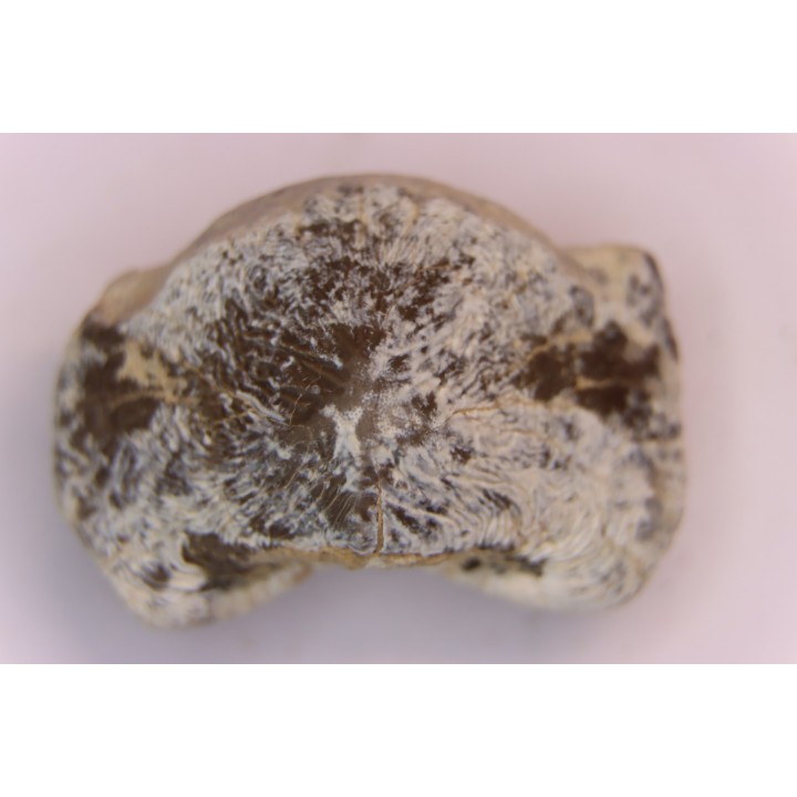 Ptychodus mortoni - Cretaceous - Niobrara Chalk Fmt - Kansas - USA