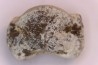 Ptychodus mortoni - Cretaceous - Niobrara Chalk Fmt - Kansas - USA