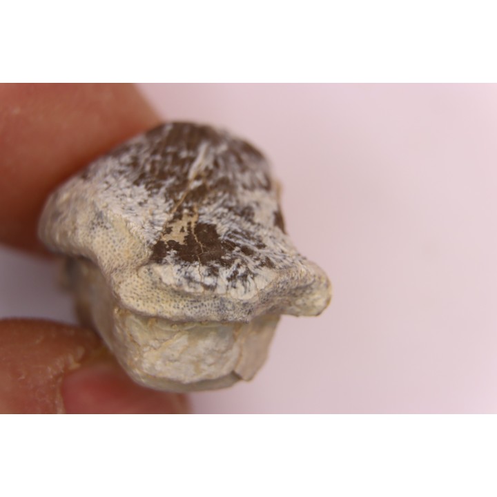 Ptychodus mortoni - Cretaceous - Niobrara Chalk Fmt - Kansas - USA