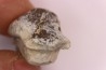 Ptychodus mortoni - Cretaceous - Niobrara Chalk Fmt - Kansas - USA