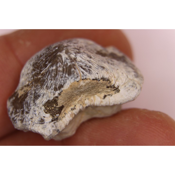 Ptychodus mortoni - Cretaceous - Niobrara Chalk Fmt - Kansas - USA