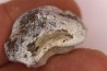 Ptychodus mortoni - Cretaceous - Niobrara Chalk Fmt - Kansas - USA
